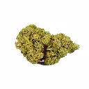 CHERRY-BOMB-CALI(1).webp