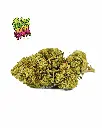 KRIPPY-KUSH+LOGO_1.webp