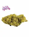 GELATO33+LOGO_1.webp
