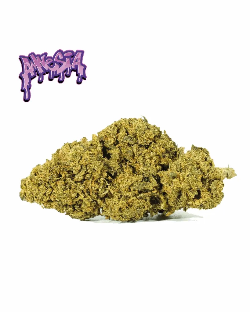 AMNESIA-OG+LOGO_1.webp