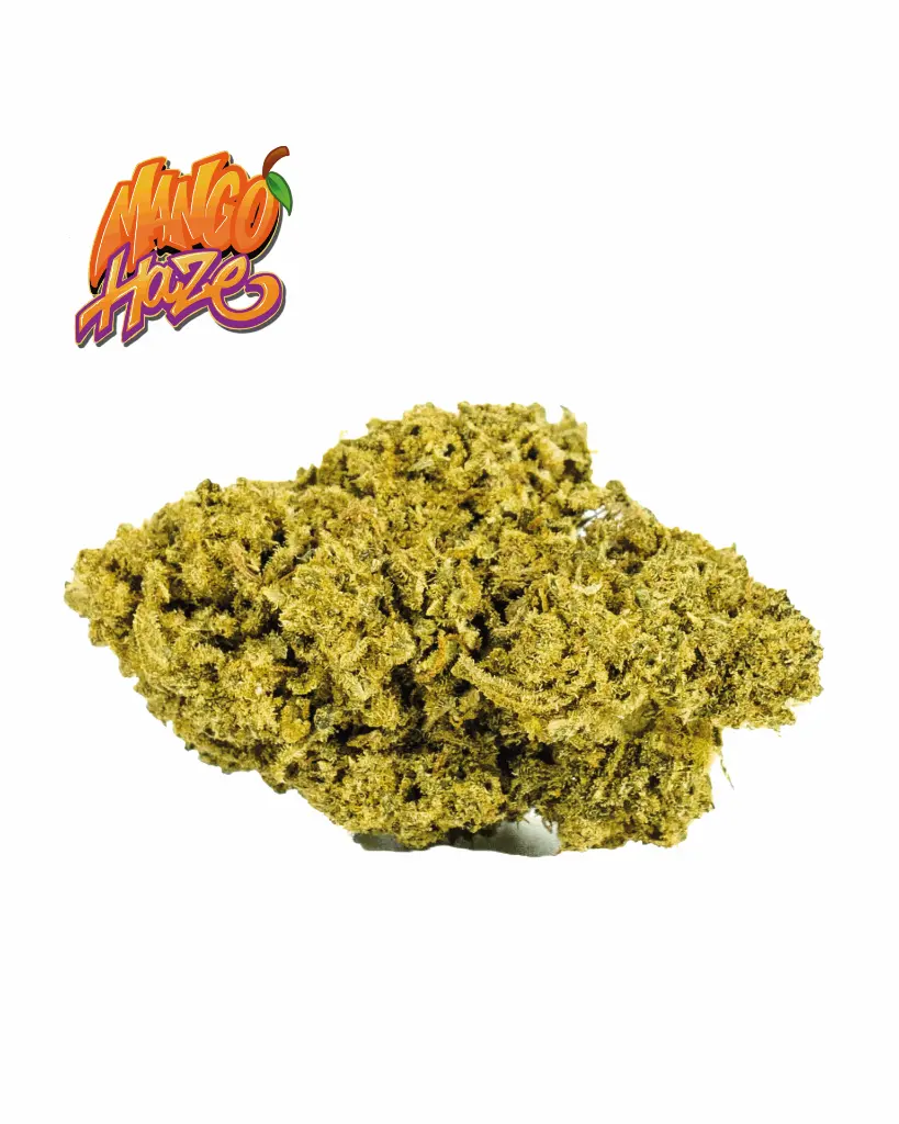 MANGO+LOGO_1.webp